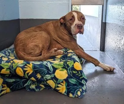 An adult large-sized male American Staffordshire Terrier dog named Blackjack for adoption in Daytona Beach, FL