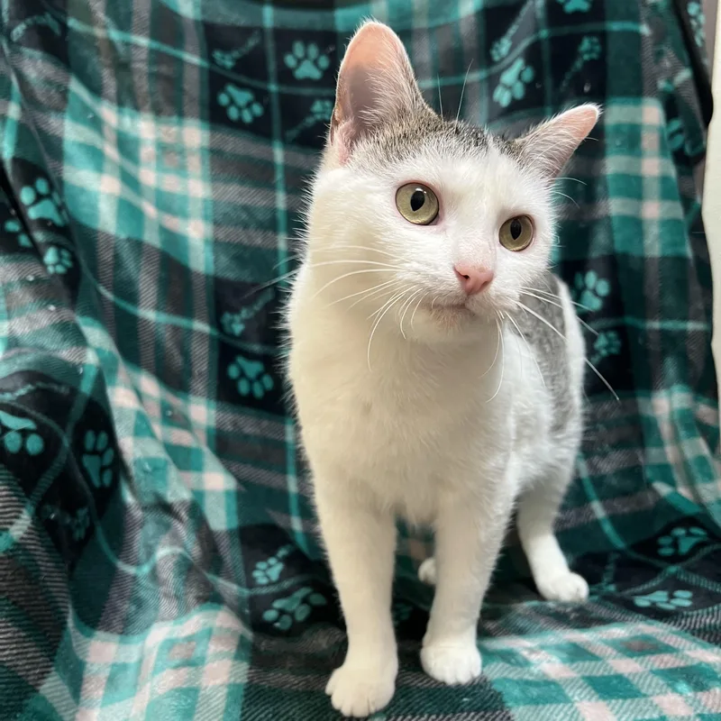 Melody  At Petsmart thumbnail 2