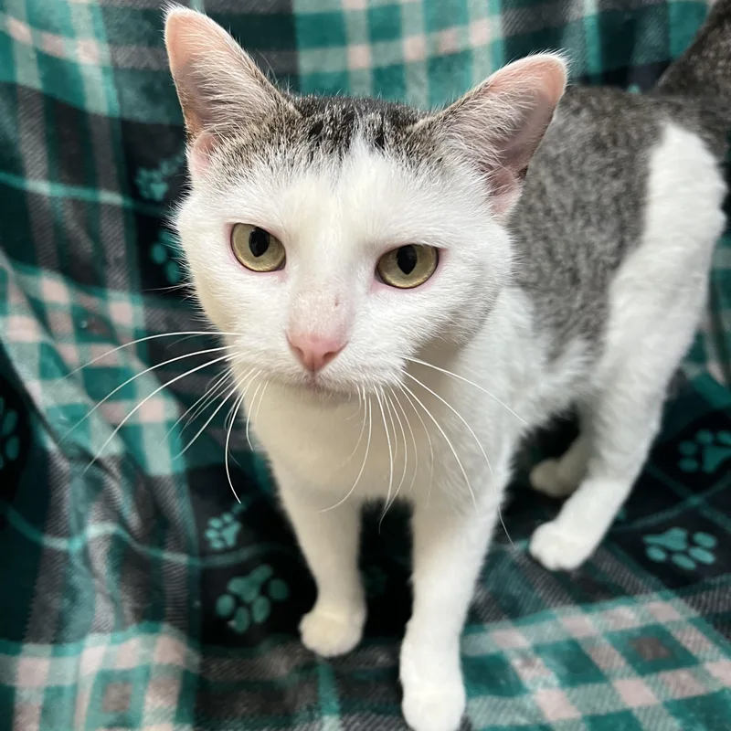 Melody  At Petsmart thumbnail 3