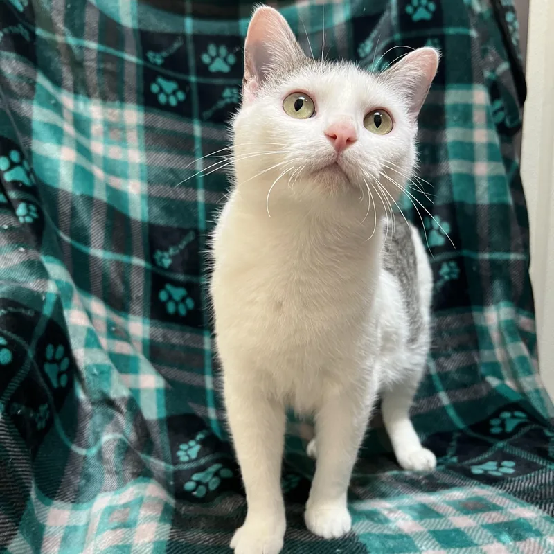 Melody  At Petsmart thumbnail 4