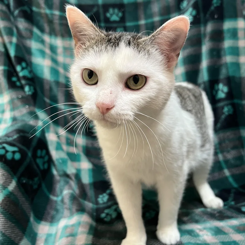 Melody  At Petsmart thumbnail 6