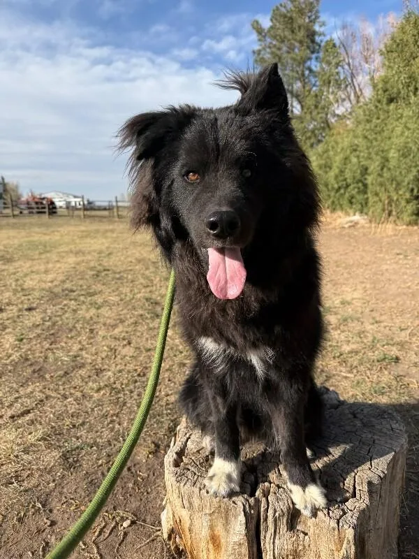 An adult medium-sized male Black Husky dog named Tamizar for adoption in Fort Collins, CO
