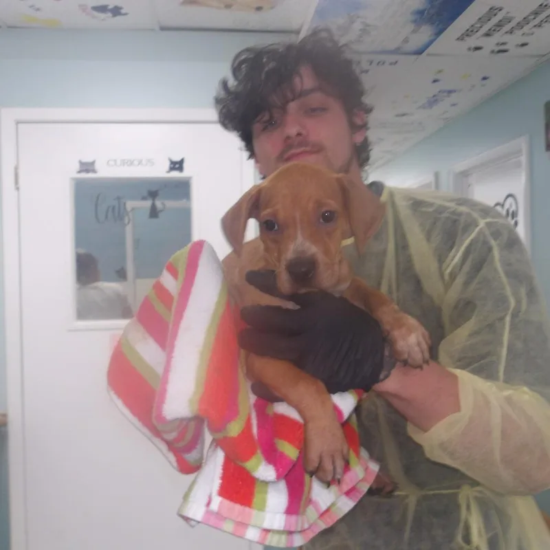 A baby small-sized male Brown / Chocolate Coonhound dog named Dinkleberg for adoption in Franklin, NC