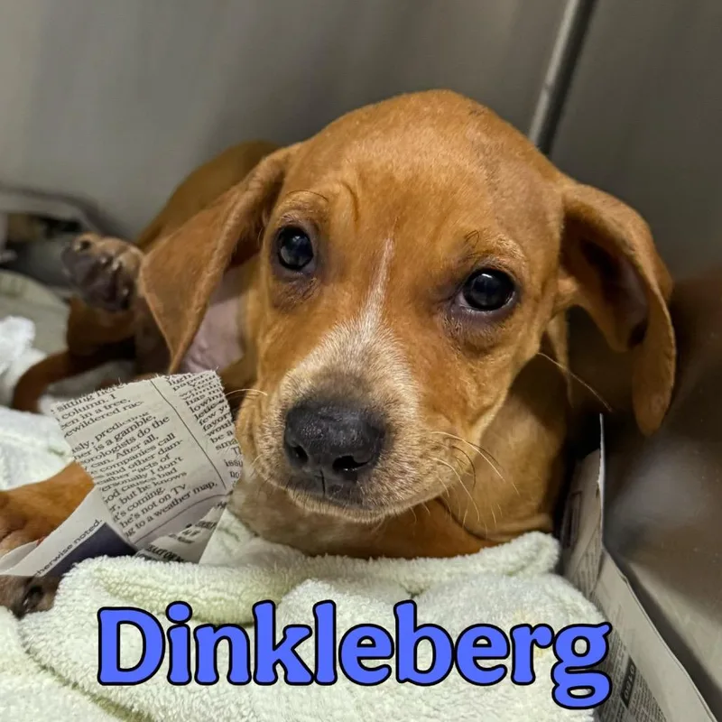 Dinkleberg thumbnail 2