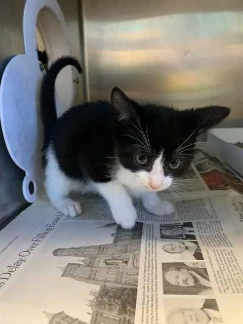 A baby small-sized female Domestic Short Hair cat named Apple for adoption in San Jose, CA