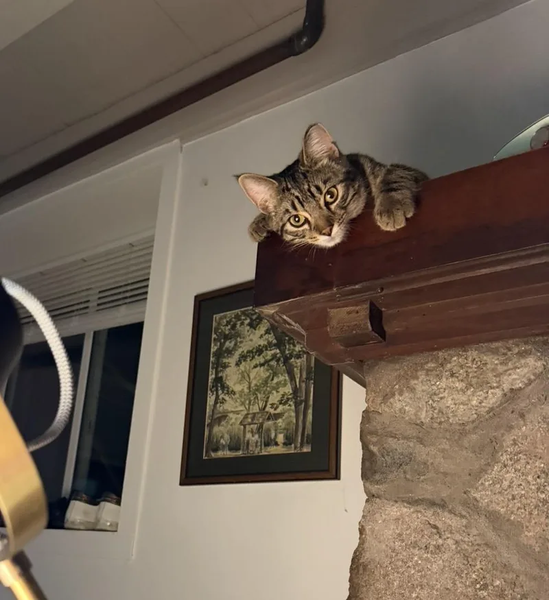 A young medium-sized male Domestic Short Hair cat named Arthur for adoption in Troy, MI