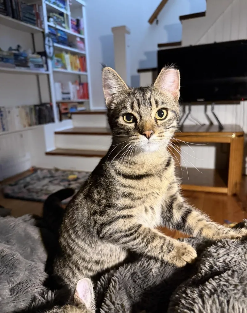 Arthur thumbnail 2