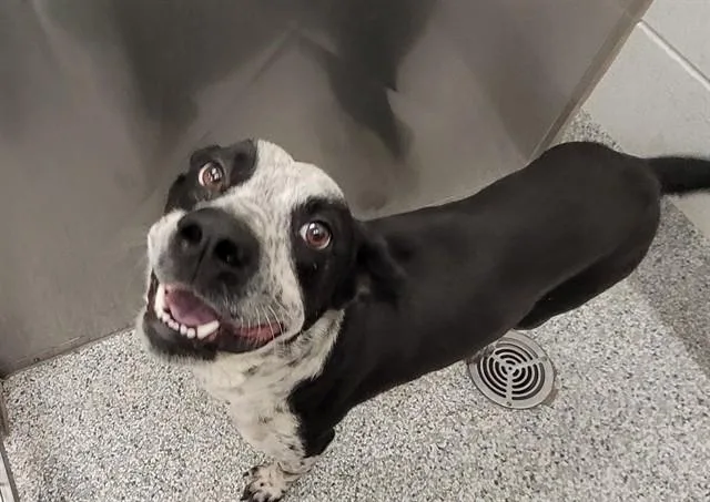 A young large-sized male Australian Cattle Dog / Blue Heeler dog named Arne for adoption in Tucson, AZ