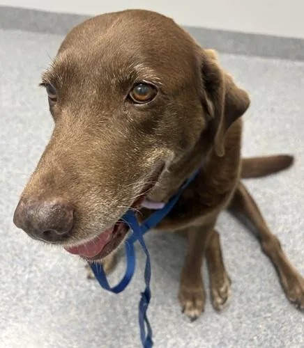 A senior large-sized female Chocolate Labrador Retriever dog named Piper for adoption in Killingworth, CT