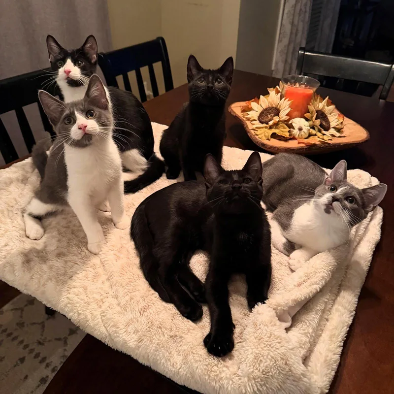 A baby medium-sized male Gray & White Domestic Short Hair cat named River Page for adoption in Rochester, NY