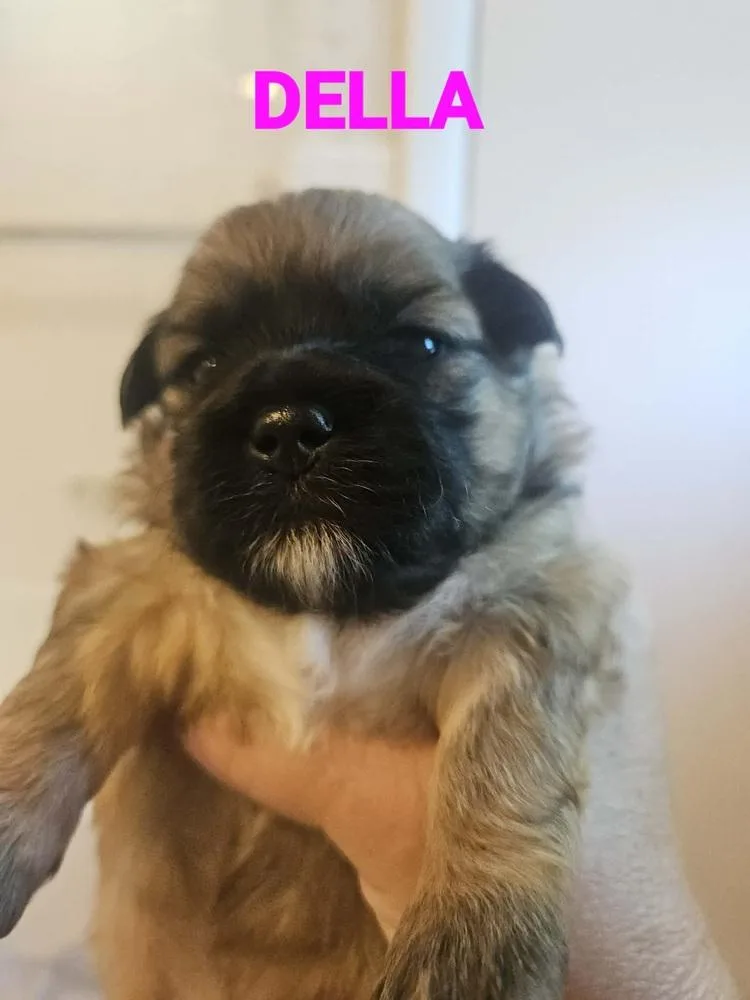 Minnie Puppy