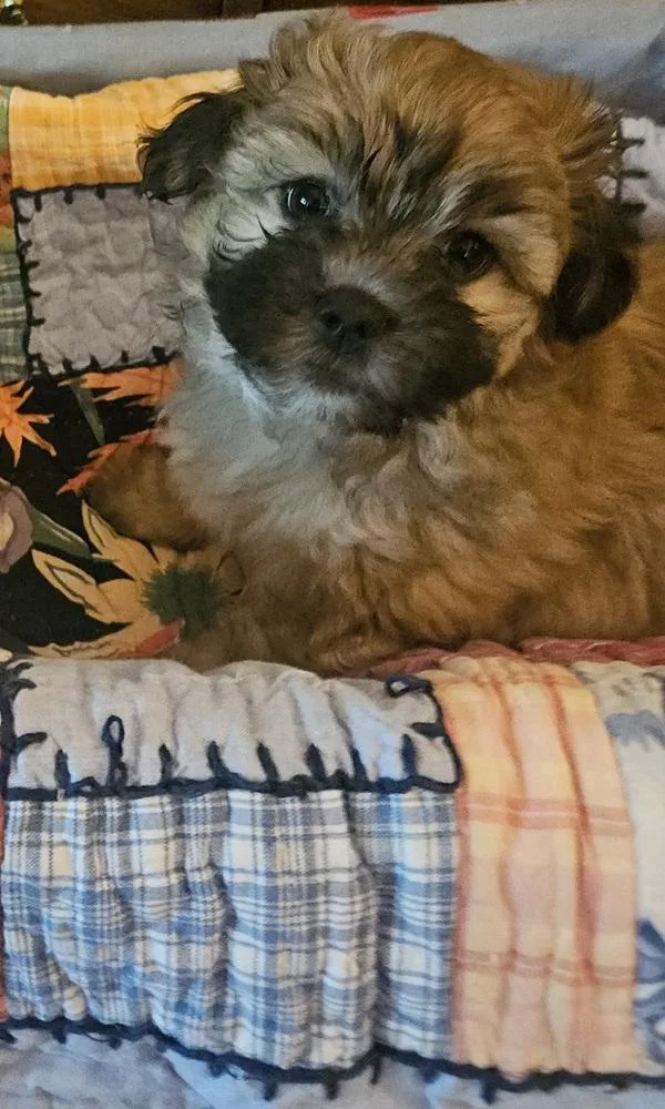 Minnie Puppy   thumbnail 2
