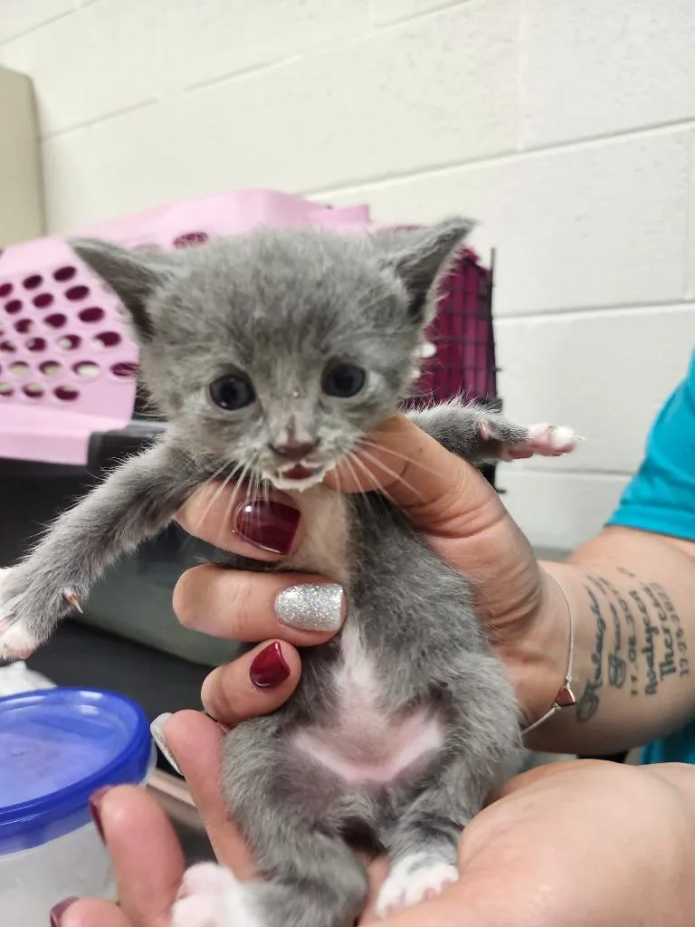 A baby medium-sized female Domestic Short Hair cat named Evangeline for adoption in Greeneville, TN