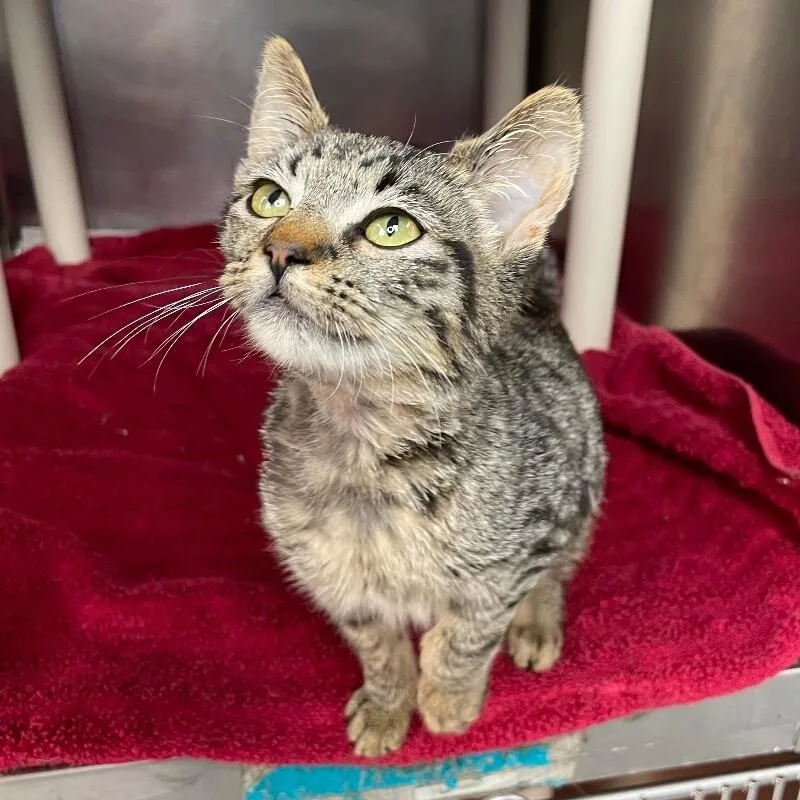 A young medium-sized female Domestic Short Hair cat named Sadie Mae for adoption in Roanoke, VA
