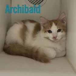 A young medium-sized male Domestic Short Hair cat named Archibald for adoption in Pleasantville, NJ