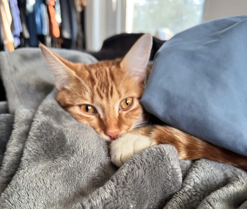A young medium-sized male Tabby (Orange / Red) Domestic Short Hair cat named Mango for adoption in Chico, CA