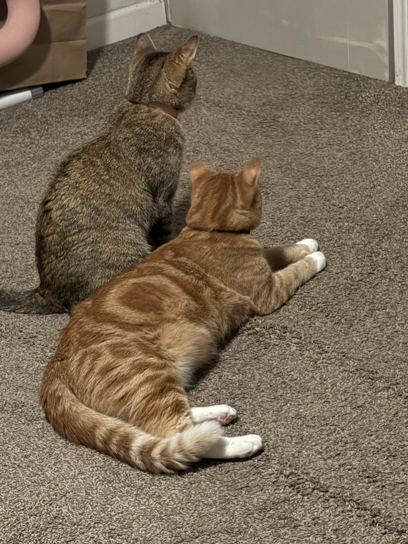 An adult large-sized female Domestic Short Hair cat named Gummy Bear & Nala for adoption in Kansas City, MO