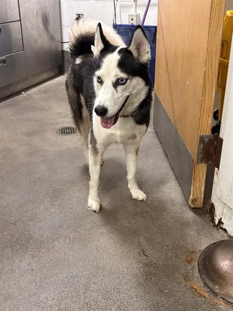 A young medium-sized female Siberian Husky dog named Tiffany for adoption in Upper Marlboro, MD