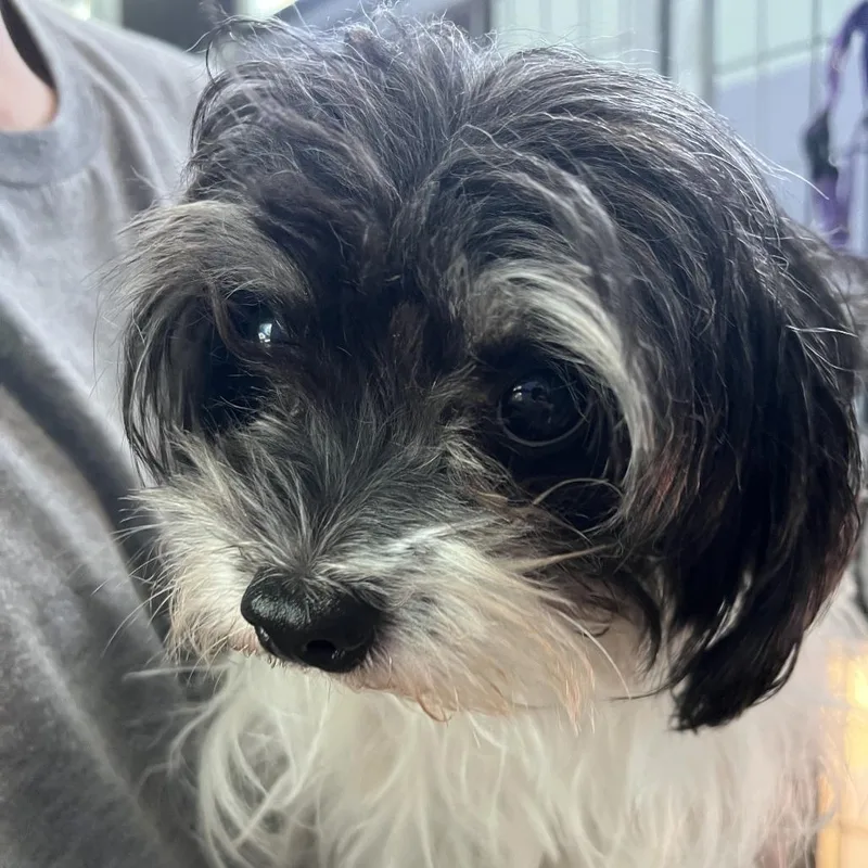 A senior small-sized male White / Cream Shih Tzu dog named Pepper for adoption in Kyle, TX