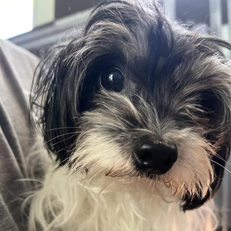 Pepper thumbnail 3