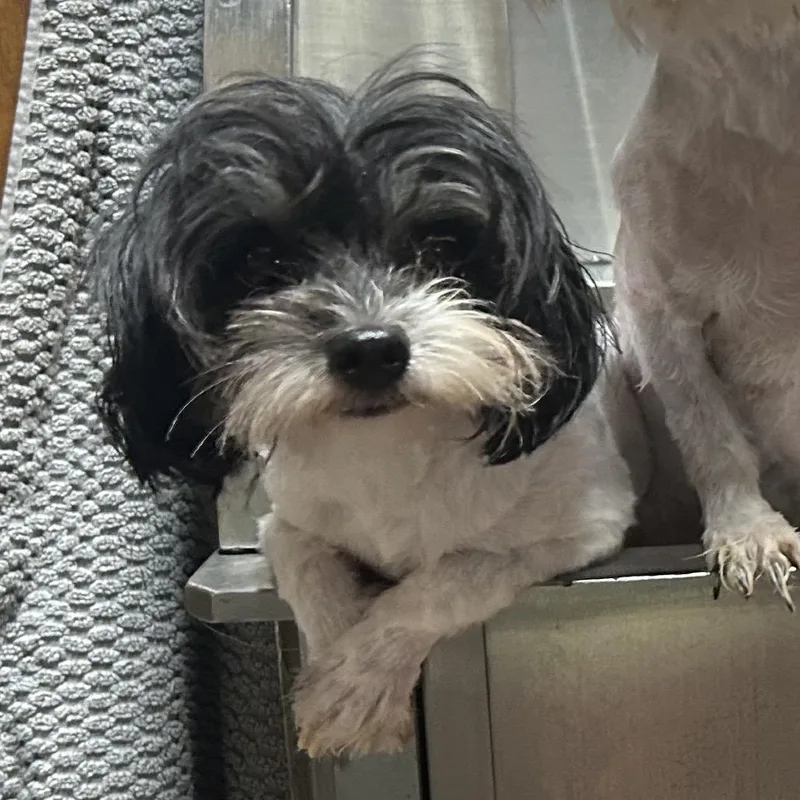 Pepper thumbnail 5
