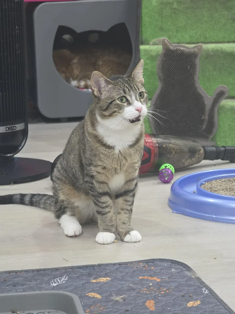 A young medium-sized male Buff / Tan / Fawn Domestic Short Hair cat named Poppyseed Bagel CT RESIDENTS for adoption in Norwich, CT