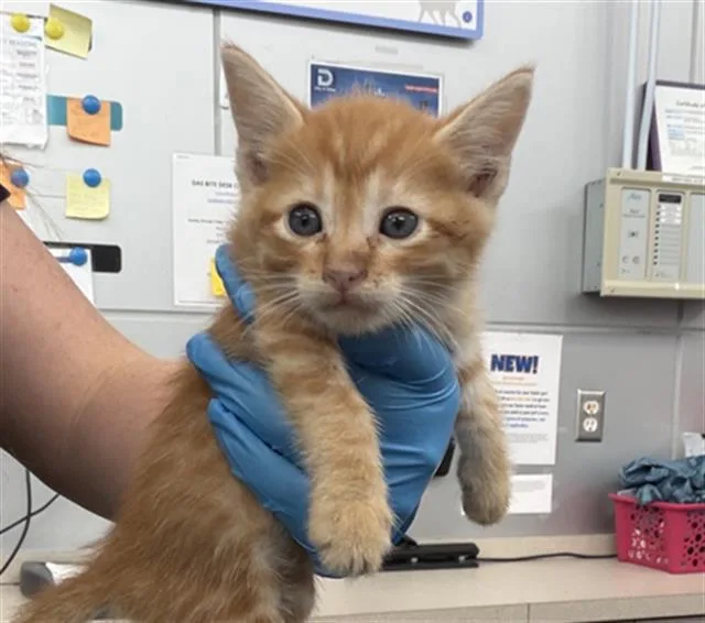A baby medium-sized male Domestic Short Hair cat named Madrid for adoption in Dallas, TX