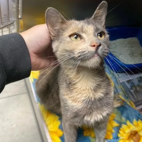 Cinderella thumbnail 2