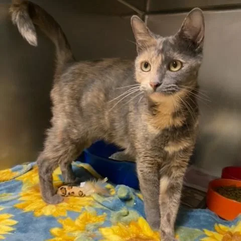 Cinderella thumbnail 3