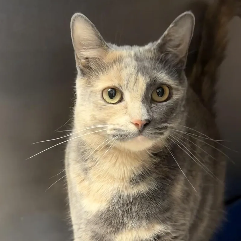 Cinderella thumbnail 4