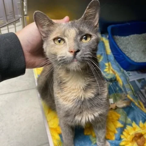 Cinderella thumbnail 5