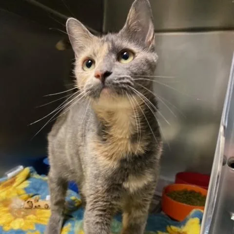 Cinderella thumbnail 6