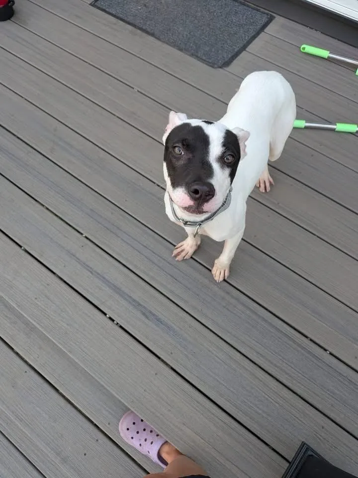 A baby medium-sized female Mixed Breed dog named Sheba for adoption in Charlotte, MI
