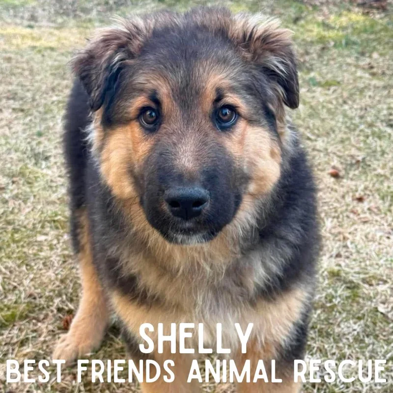 Shelly
