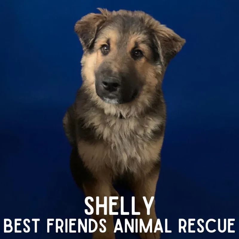 Shelly thumbnail 2