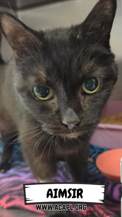 A senior small-sized male Domestic Short Hair cat named Aimsir for adoption in Ashtabula, OH