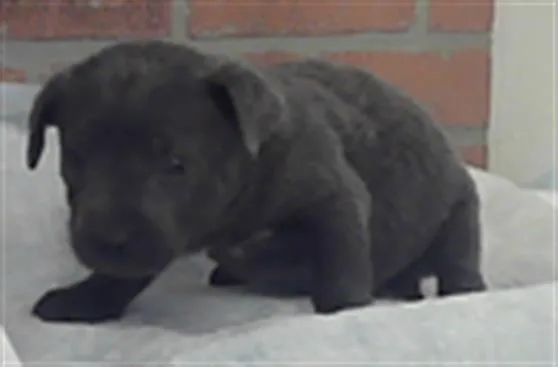 A baby small-sized male Labrador Retriever dog named Kylo for adoption in Houston, TX