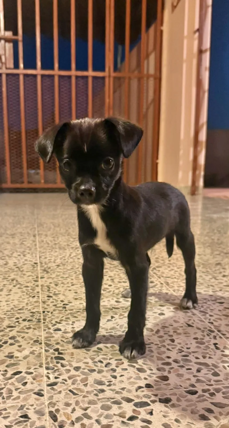 A baby small-sized male Black Chihuahua dog named MOON  . lbs for adoption in New York, NY