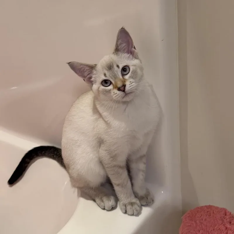A baby medium-sized male Lilac Point Siamese cat named Muscat for adoption in Chattanooga, TN