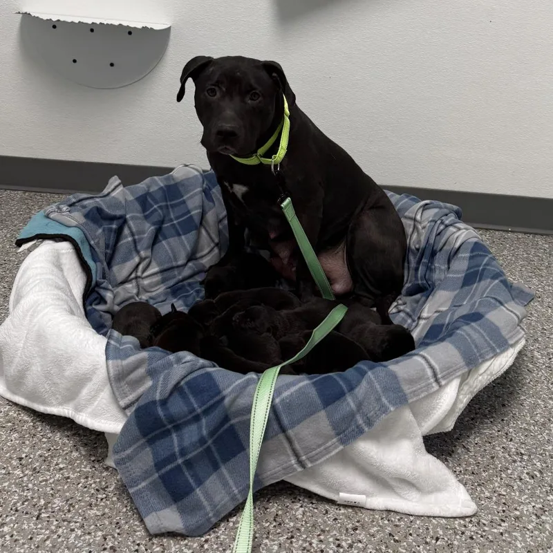 A young medium-sized female Black Pit Bull Terrier dog named Aspen for adoption in East Saint Louis, IL