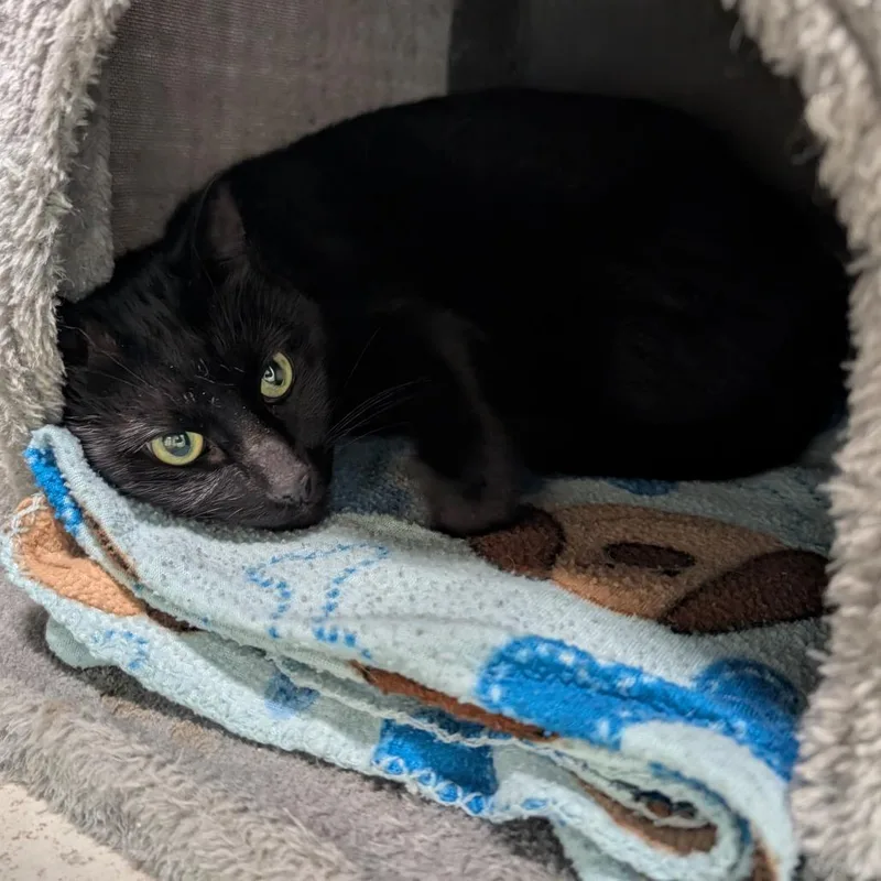 An adult medium-sized female Black Domestic Short Hair cat named Tuffy for adoption in Titusville, FL