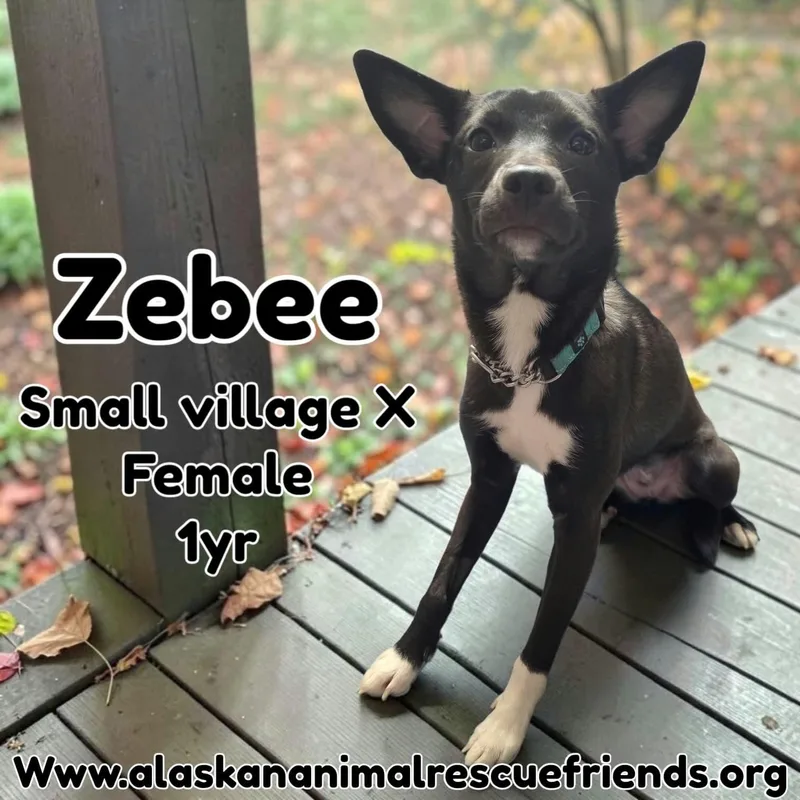 A young medium-sized female Spaniel dog named Zeebee for adoption in Anchorage, AK