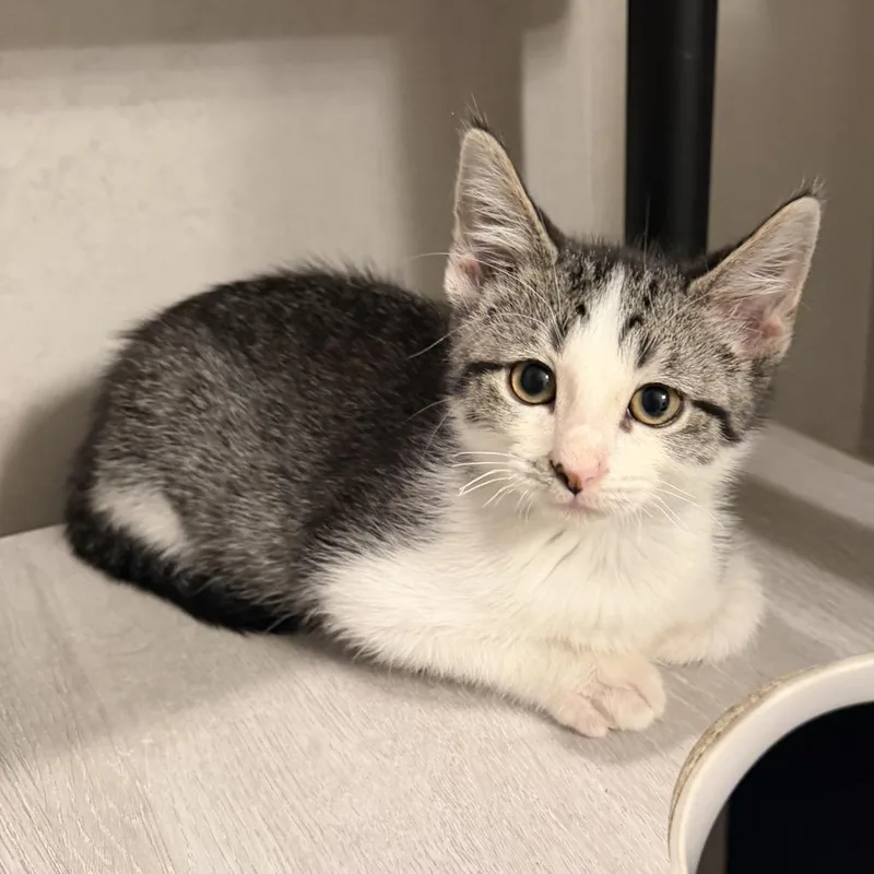 A baby small-sized male White Domestic Short Hair cat named Jackee for adoption in Leander, TX
