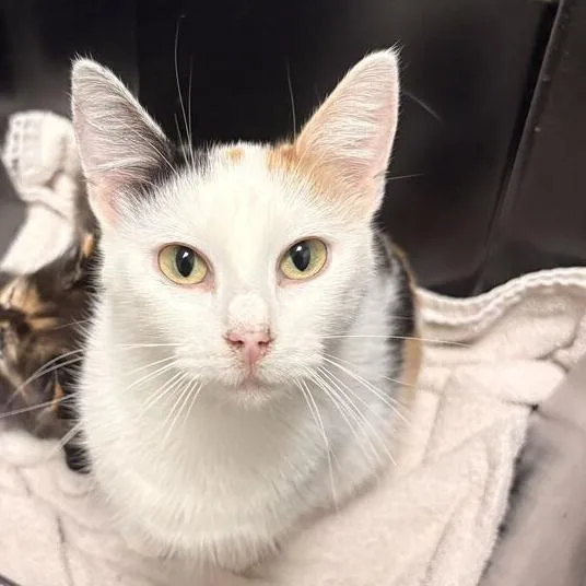 A senior small-sized female Domestic Short Hair cat named Pink Pantheress for adoption in Davenport, IA