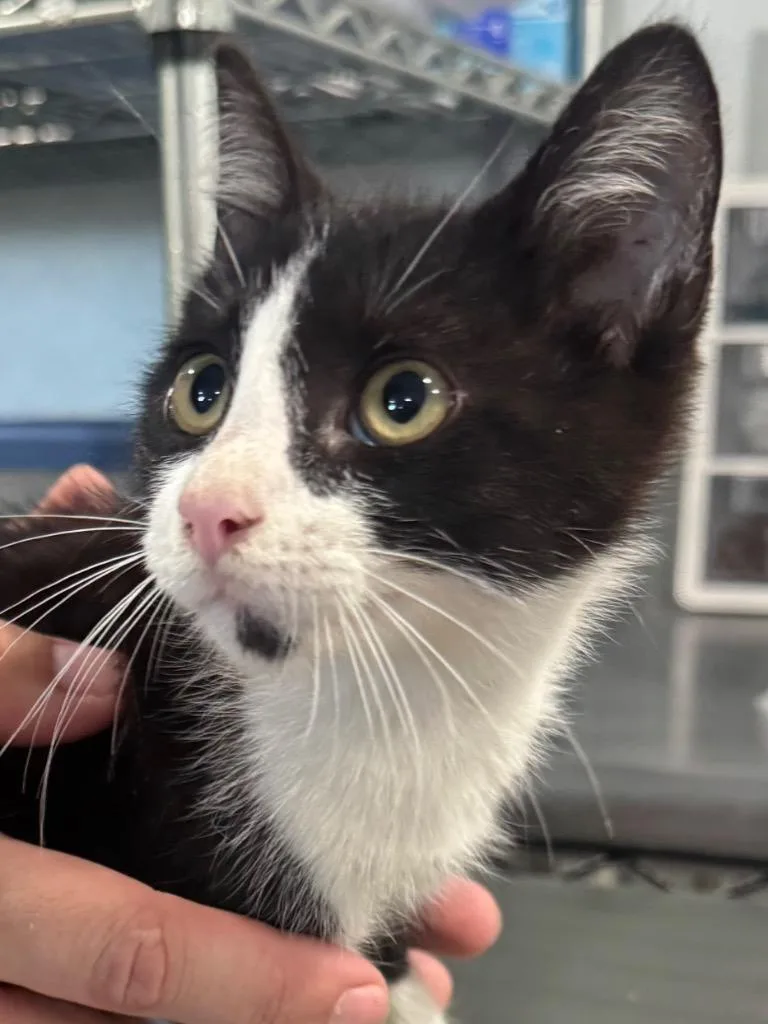 A baby small-sized male Domestic Short Hair cat named Tubbs for adoption in Brookhaven, MS