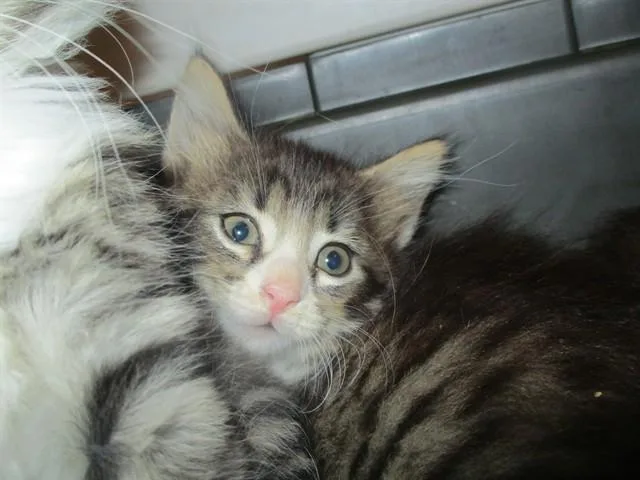 A baby small-sized female Domestic Short Hair cat named Surf for adoption in Ocala, FL
