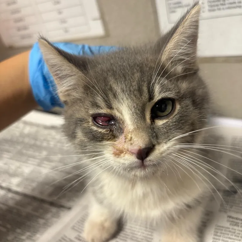 A baby small-sized male Gray / Blue / Silver Domestic Short Hair cat named Ojama for adoption in Yuma, AZ