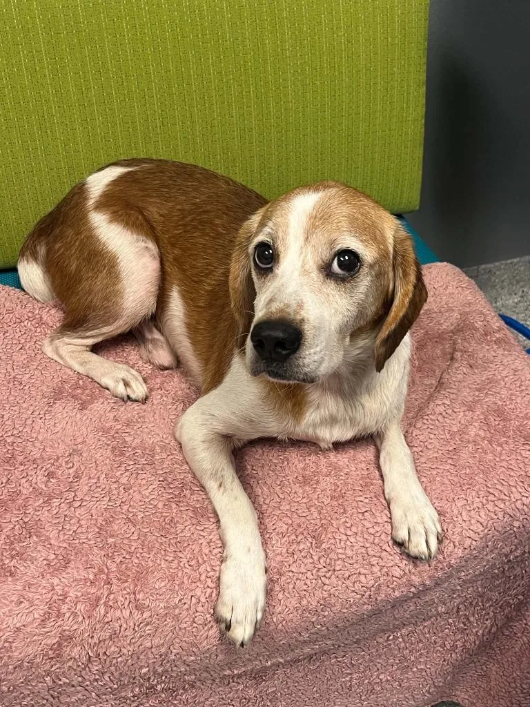An adult medium-sized male Beagle dog named Dante for adoption in Tyler, TX