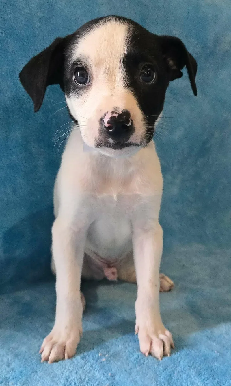 A baby medium-sized male Black Terrier dog named Hickory for adoption in Newport, TN