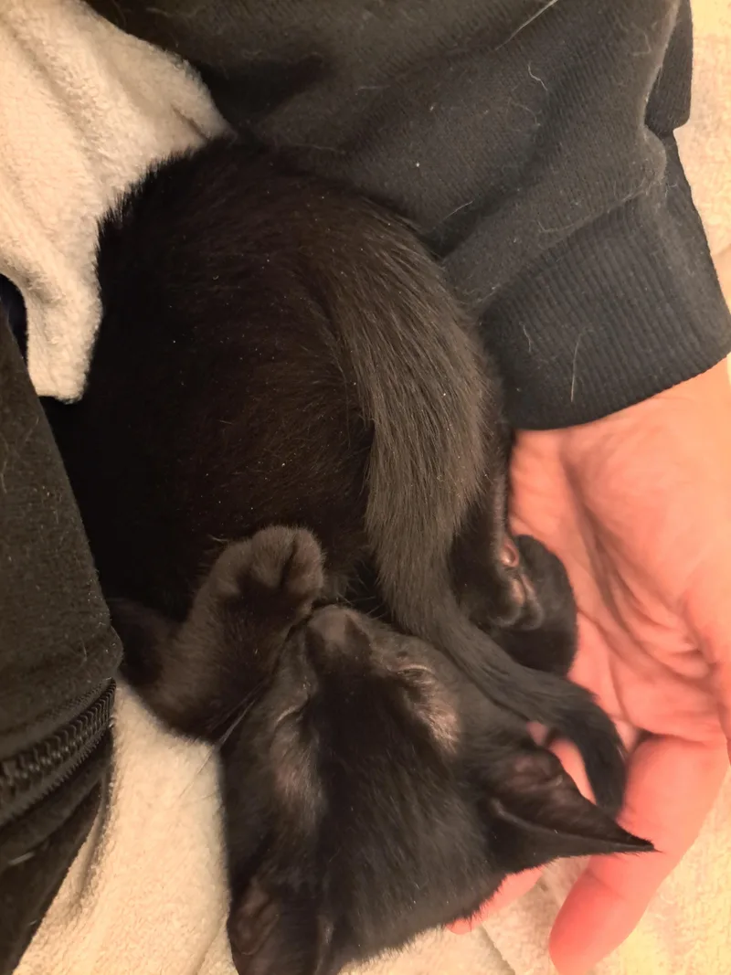 Ivy & Bean thumbnail 2